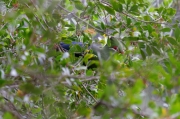 05 - Garden Route NP (6)-Knysna turaco